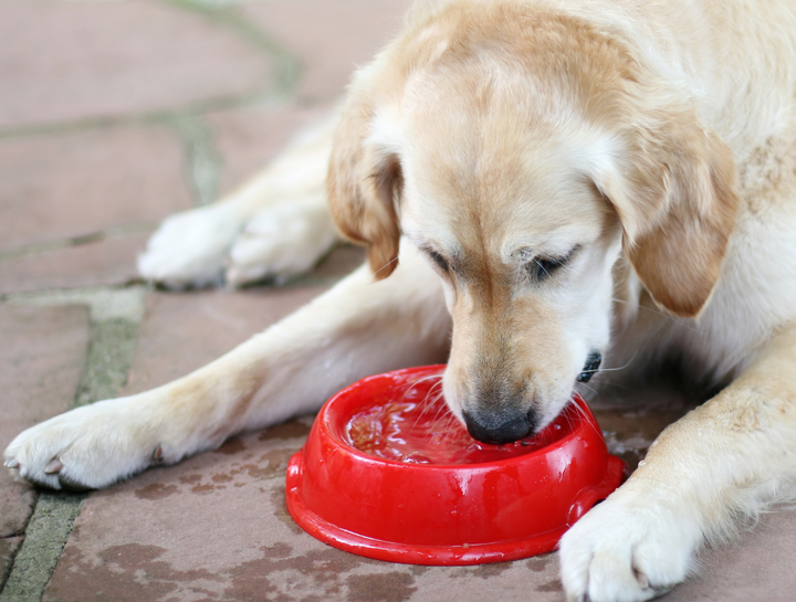 Canine Bloat